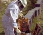 Μελισσοκόμος ή μελισσόκομος εργασίας με την ειδική αγωγή στην ομάδα για τη συλλογή μελιού